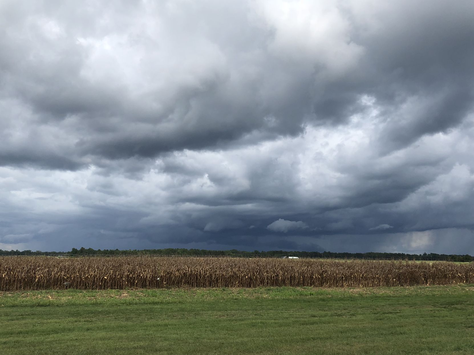 Pee Dee storm crops